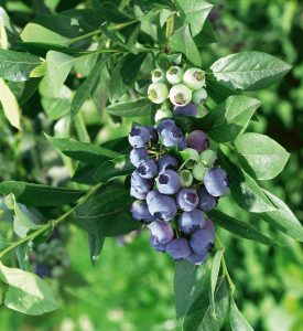 Heidelbeeren