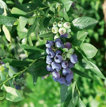 Heidelbeeren