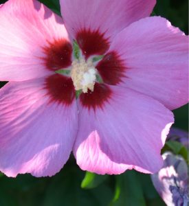 Hibiskus