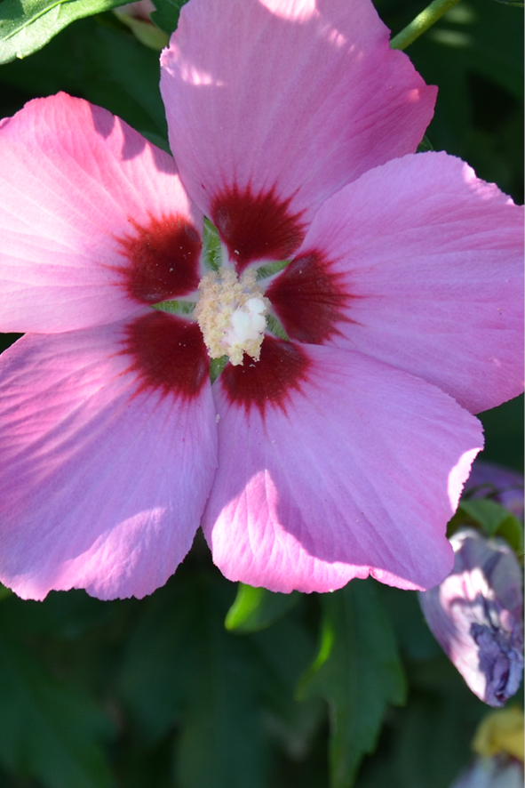 Hibiskus