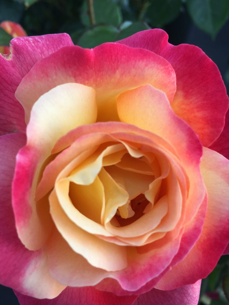 Rosen düngen GArtenreich